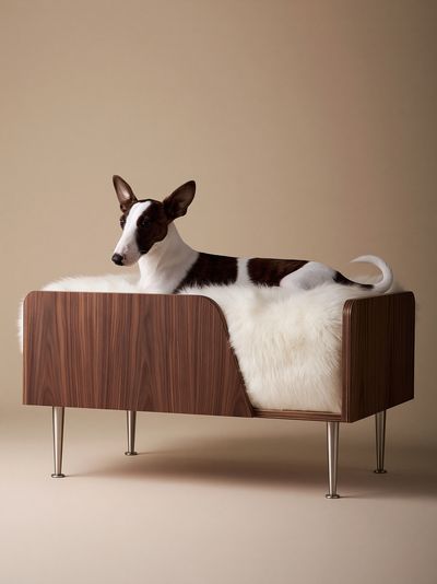Basenji in Modern Chair Poster.