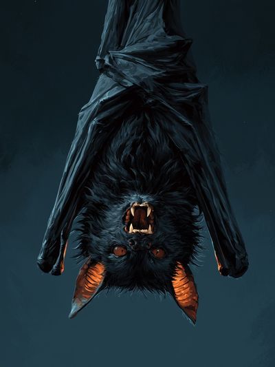 Upside-Down Bat Portrait Poster. poster
