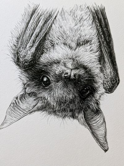 Upside-Down Bat Portrait Print.