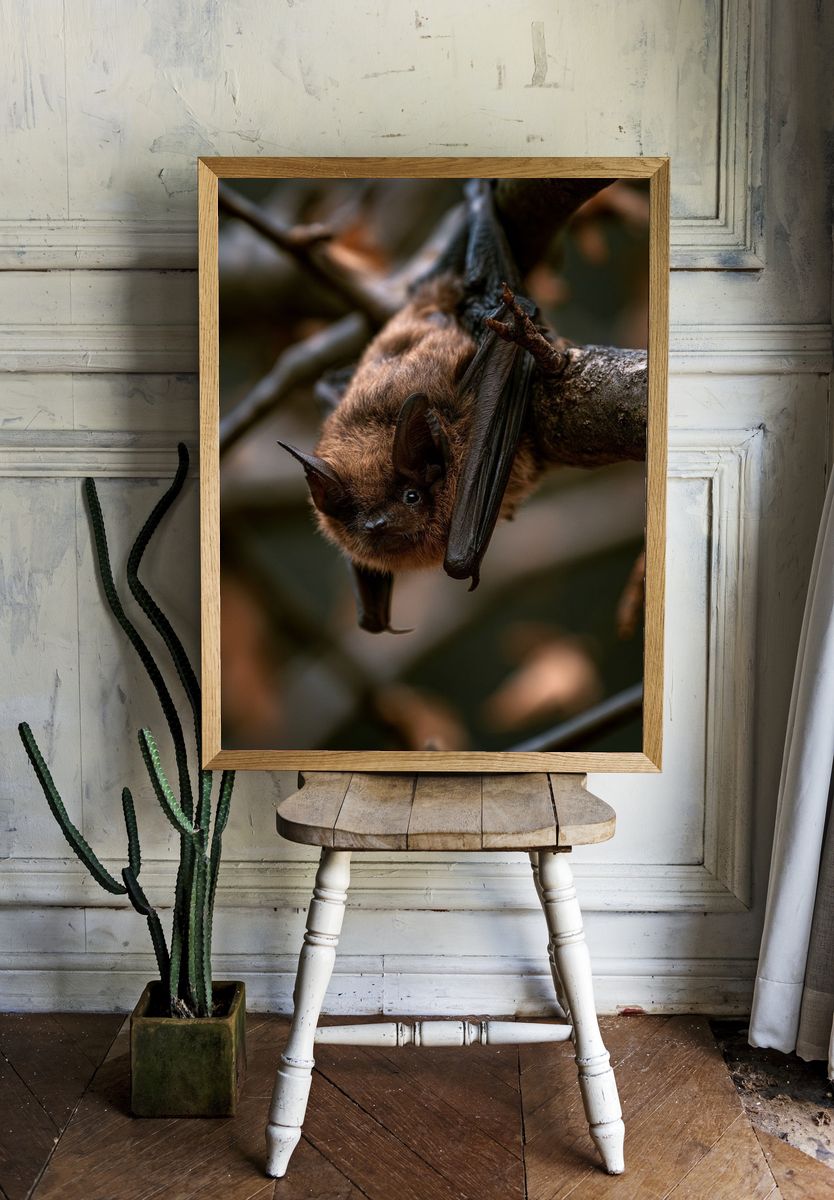 Hanging Bat Wildlife Photography Poster. — room view 1