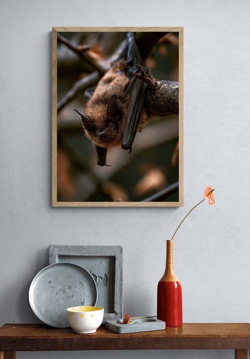 Hanging Bat Wildlife Photography Poster. — room view 3