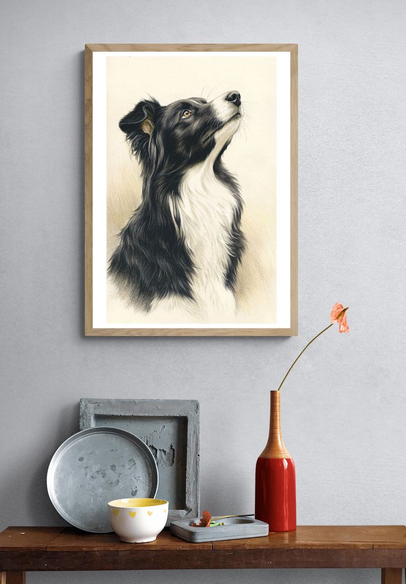 Border Collie Portrait Poster. — room view 3