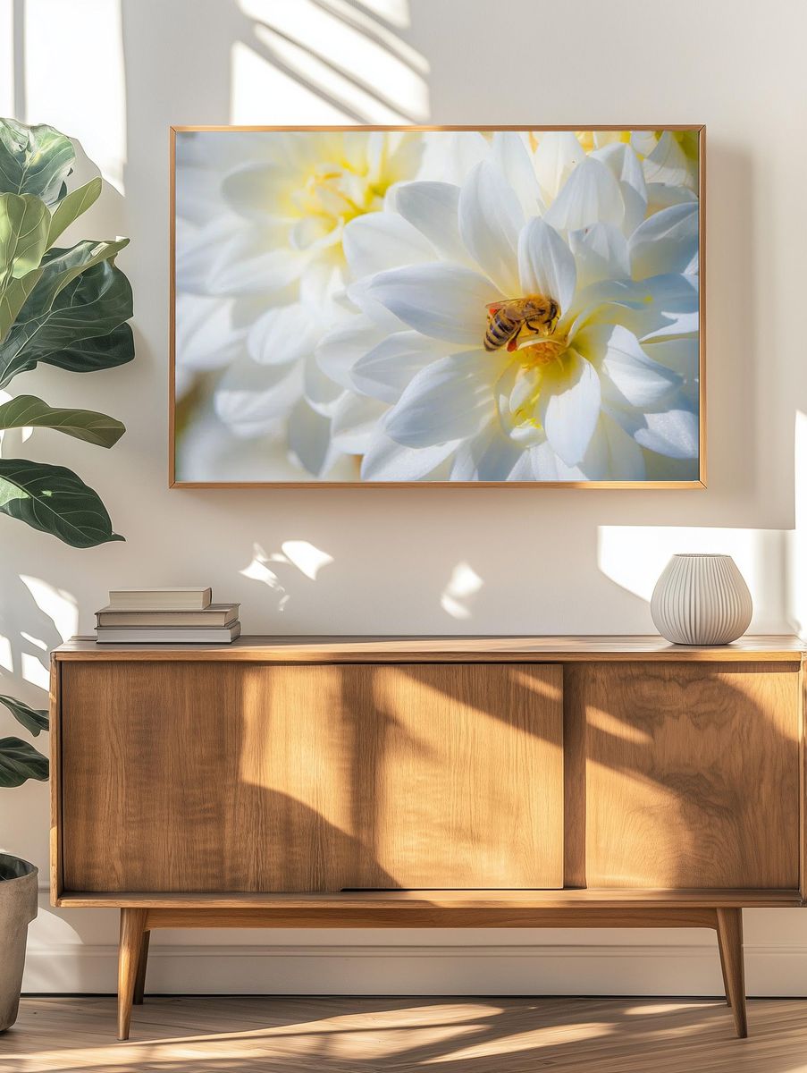 bee pollinates Dahlias Summer Dreams. — room view 3