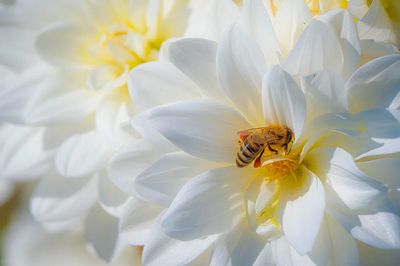 bee pollinates Dahlias Summer Dreams. poster