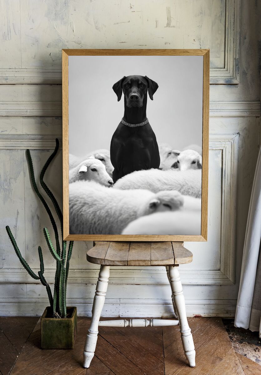 Black Dog Among Sheep — Photography Print. — room view 1
