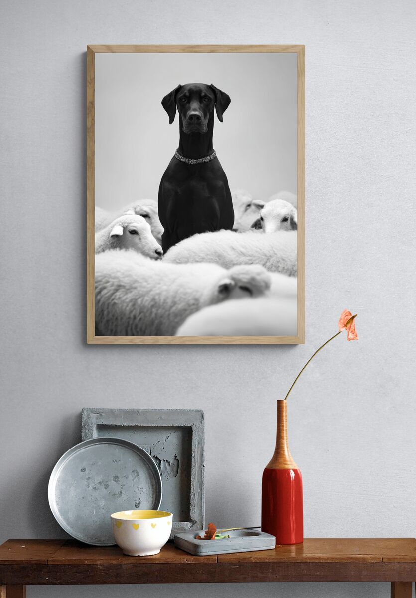 Black Dog Among Sheep — Photography Print. — room view 3