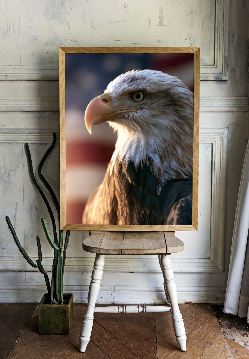 Bald Eagle Portrait Photography Poster. room preview