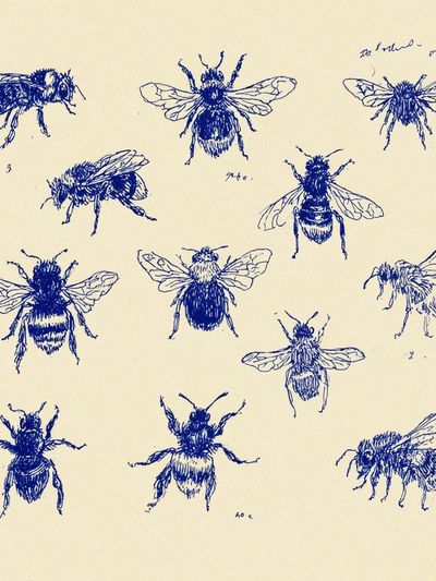 Bee Illustration Poster