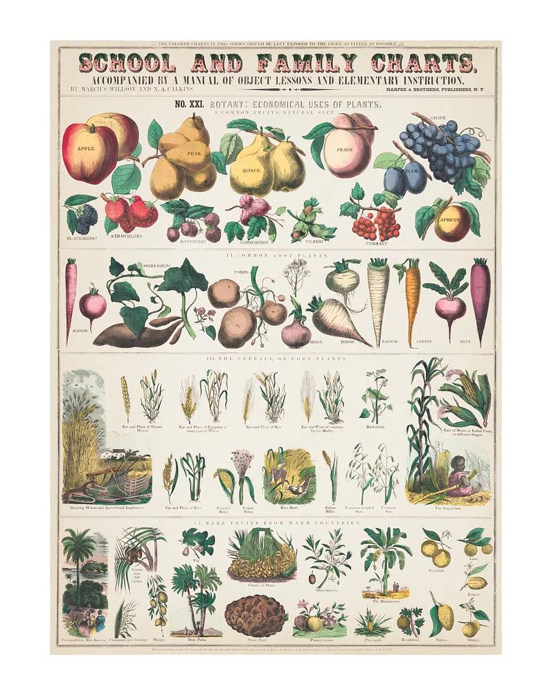 Botany: Economical Uses of Plants Poster. poster — botanical art