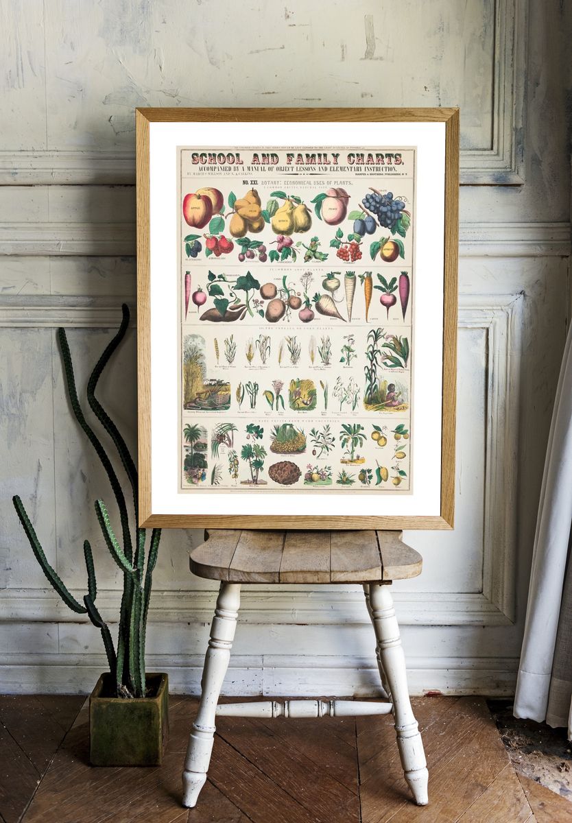 Botany: Economical Uses of Plants Poster. — room view 1