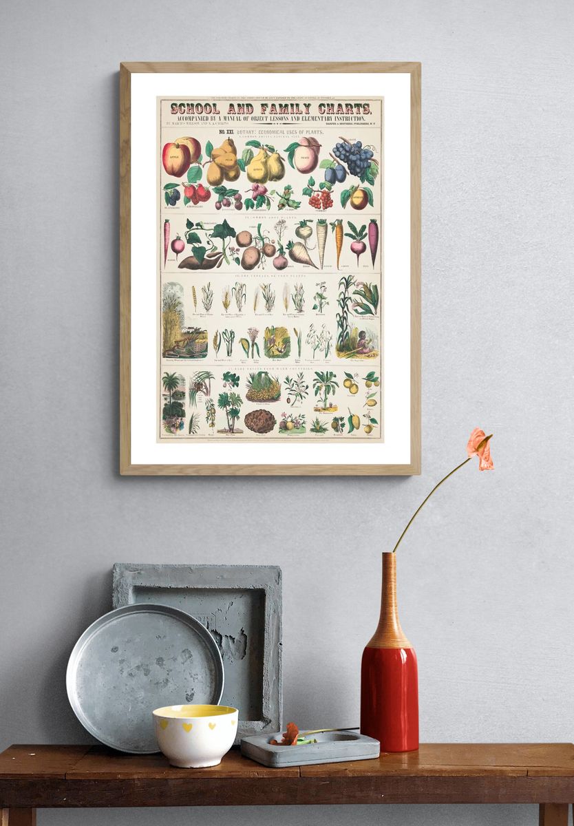 Botany: Economical Uses of Plants Poster. — room view 3