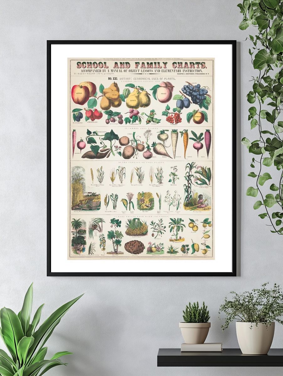 Botany: Economical Uses of Plants Poster. — room view 4