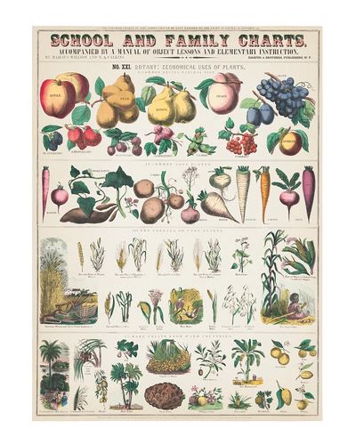 Botany: Economical Uses of Plants Poster. poster print