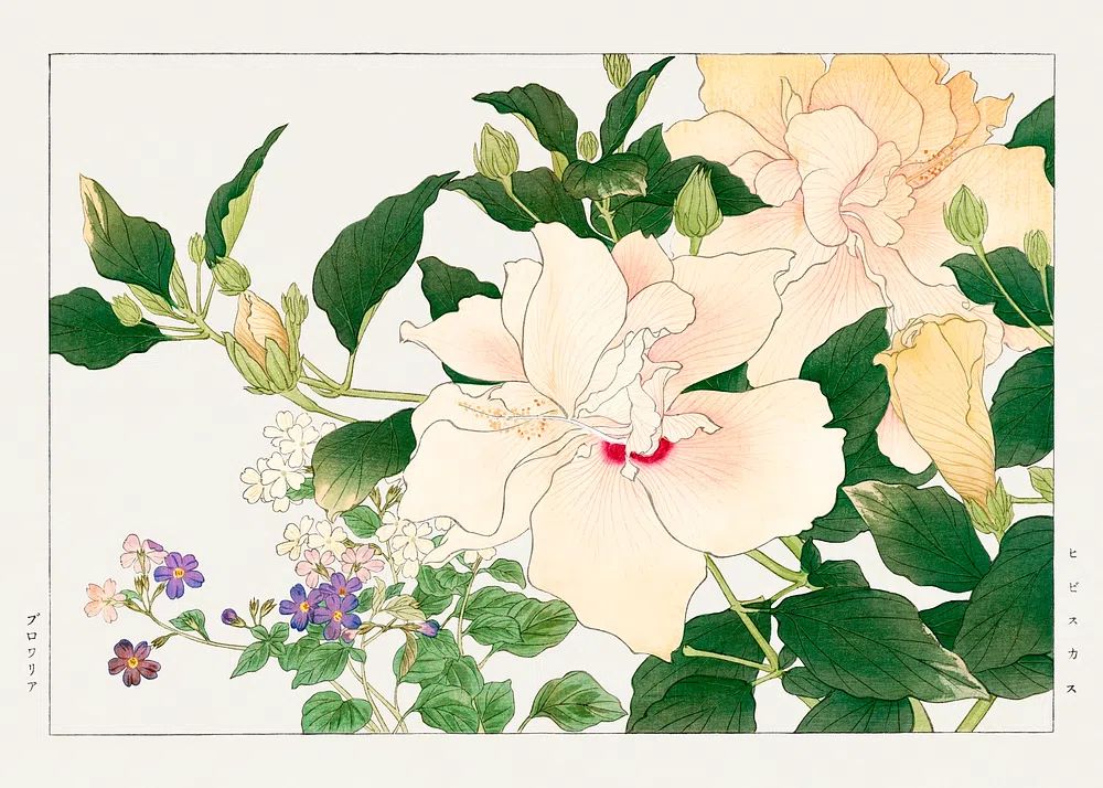 Hibiscus Floral Illustration Poster. poster detail