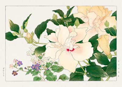 Hibiscus Floral Illustration Poster. poster