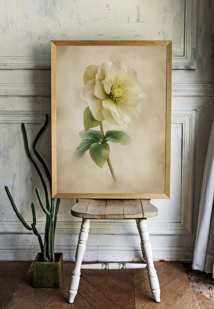 Elegant Hellebore Flower — Botanical Print. — room view 1