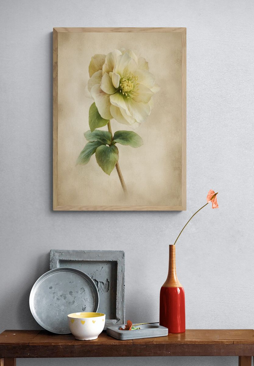 Elegant Hellebore Flower — Botanical Print. — room view 3