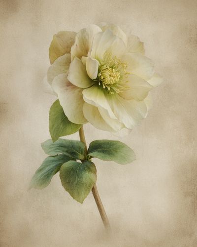 Elegant Hellebore Flower — Botanical Print. poster