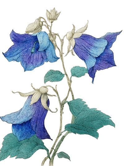 Bluebell Floral Illustration Poster. poster print