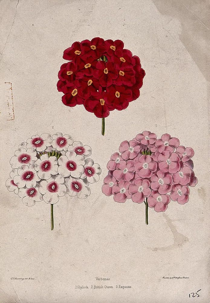 Verbena Flower Illustration Poster. poster detail