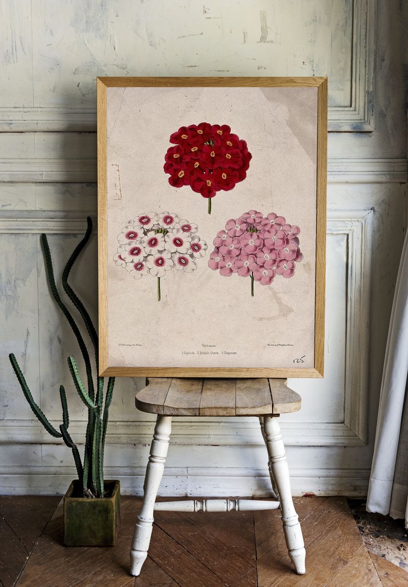 Verbena Flower Illustration Poster. — room view 1