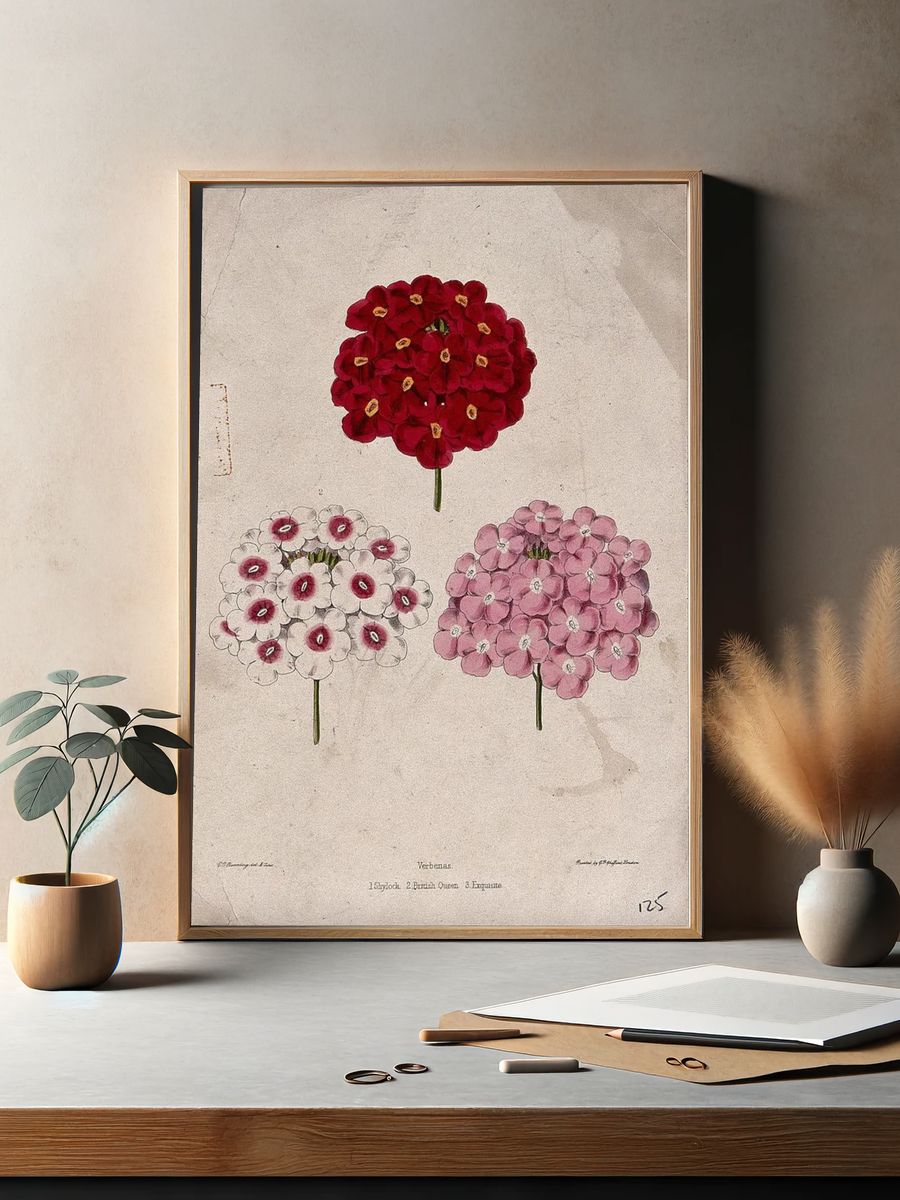 Verbena Flower Illustration Poster. — room view 2