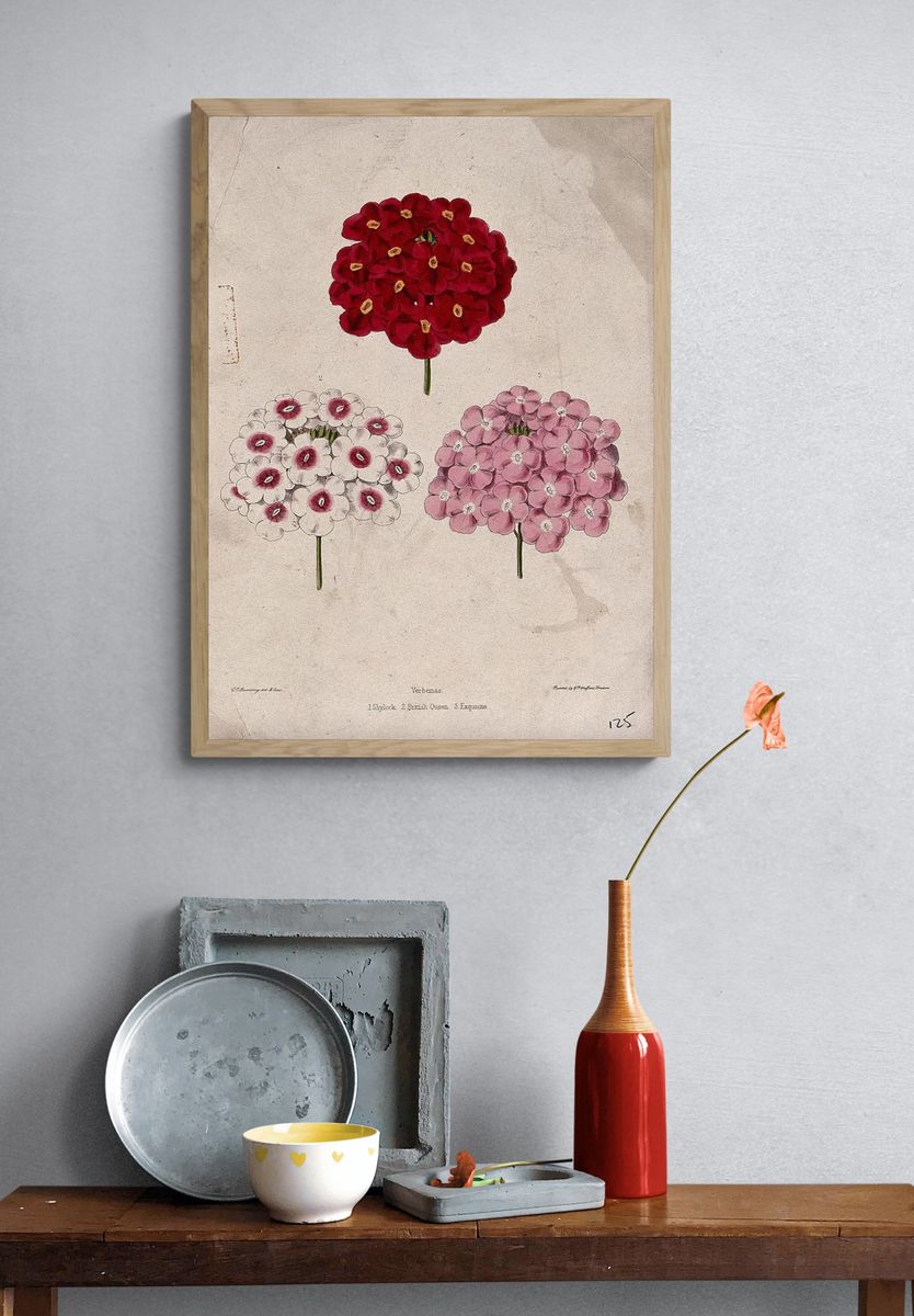 Verbena Flower Illustration Poster. — room view 3