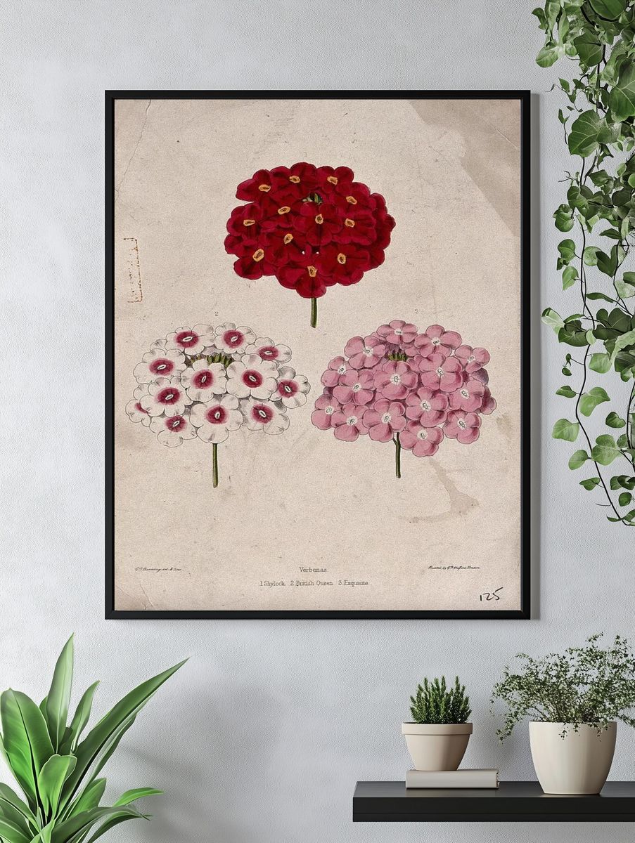 Verbena Flower Illustration Poster. — room view 4