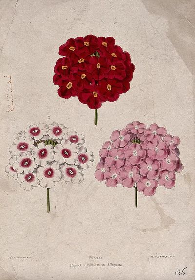 Verbena Flower Illustration Poster. poster print