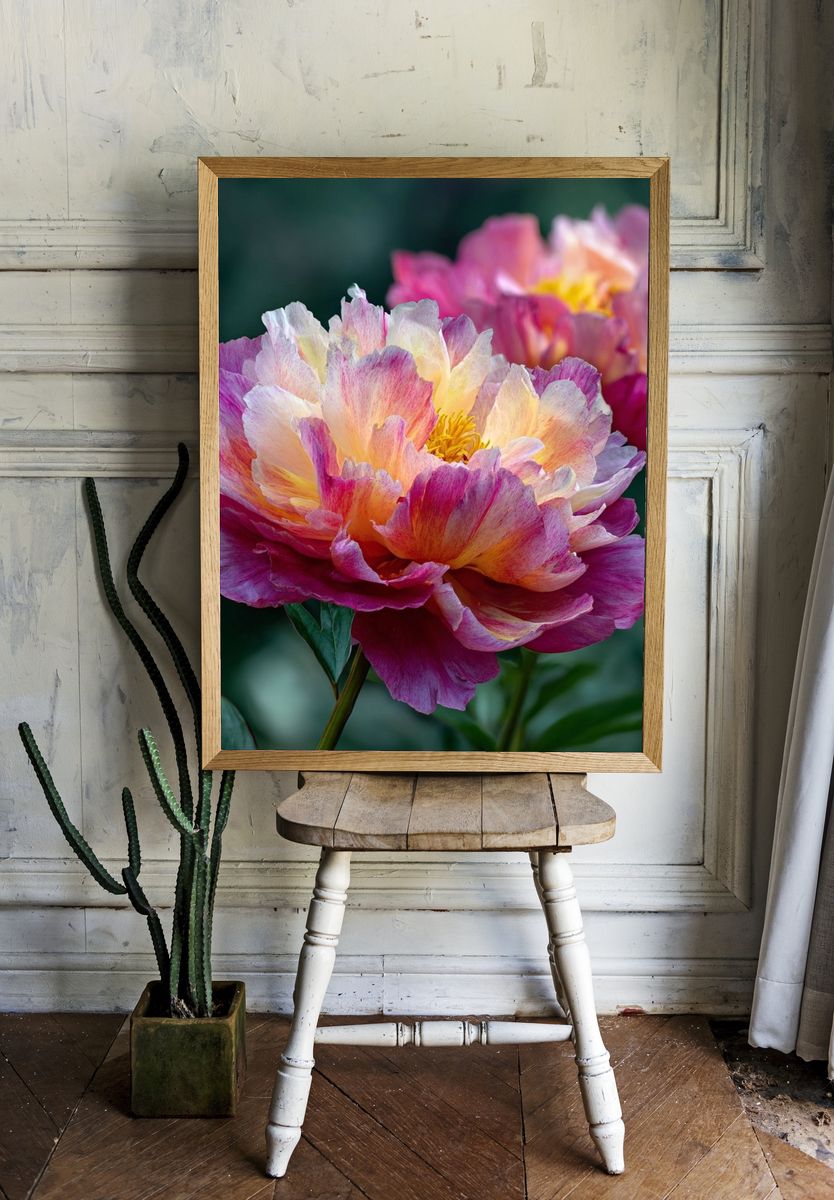 Vibrant Peony Floral Print. — room view 1