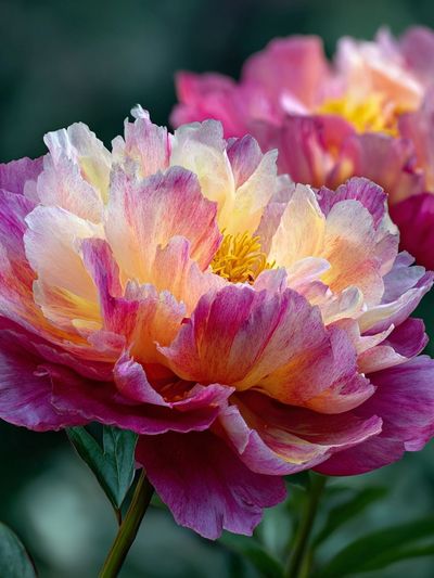 Vibrant Peony Floral Print. poster print