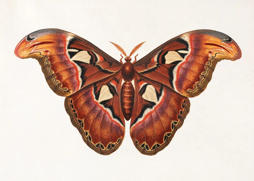 Colorful Butterfly Illustration Poster. poster — illustration art