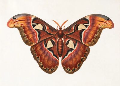Colorful Butterfly Illustration Poster. poster print