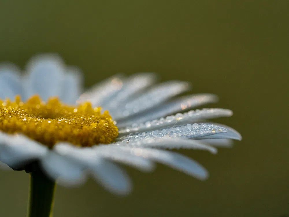 Daisy Flower Close-Up — Botanical Print. poster — botanical art
