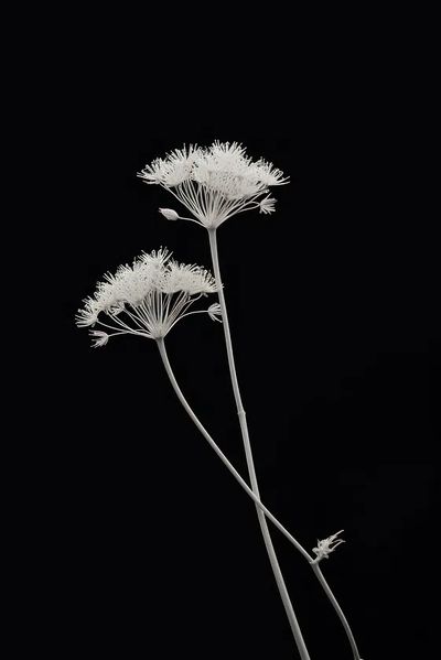 White Floral Silhouette — Minimalist Print. poster print