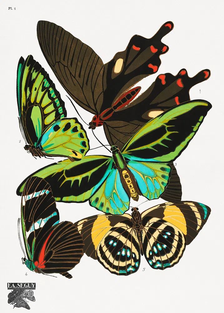 Colorful Butterflies — Vintage Print. poster detail