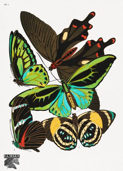 Colorful Butterflies — Vintage Print. poster