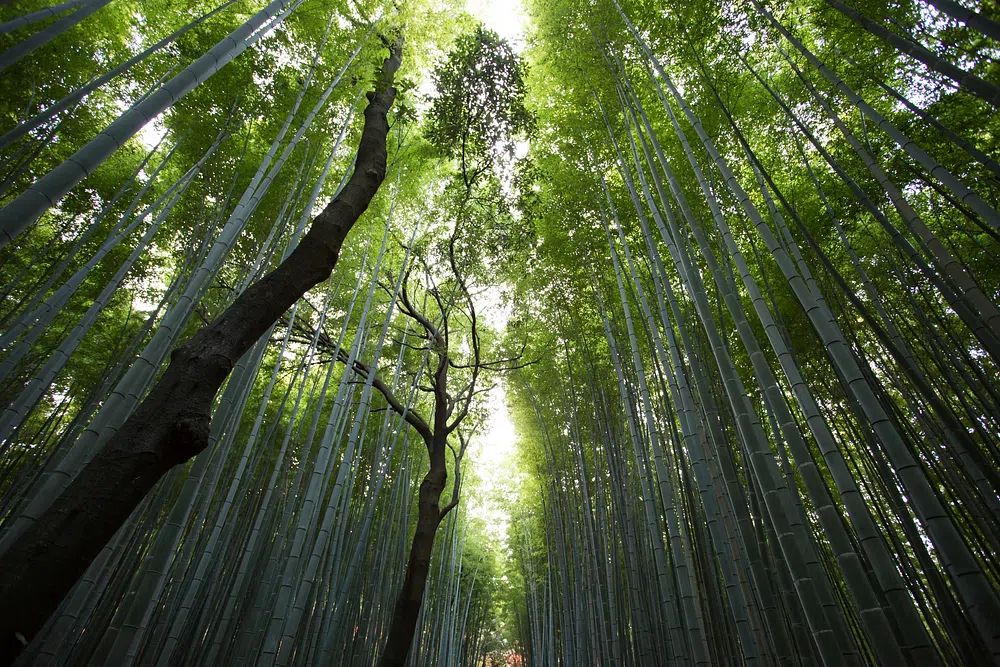 Bamboo Forest — Nature Photography Print. poster — nature art