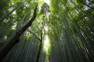 Bamboo Forest — Nature Photography Print. poster
