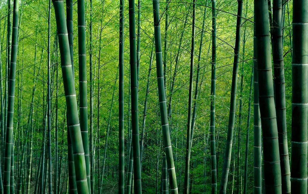 Bamboo Forest — Nature Print. poster — nature art