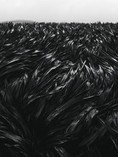 Black Feather Texture Print.