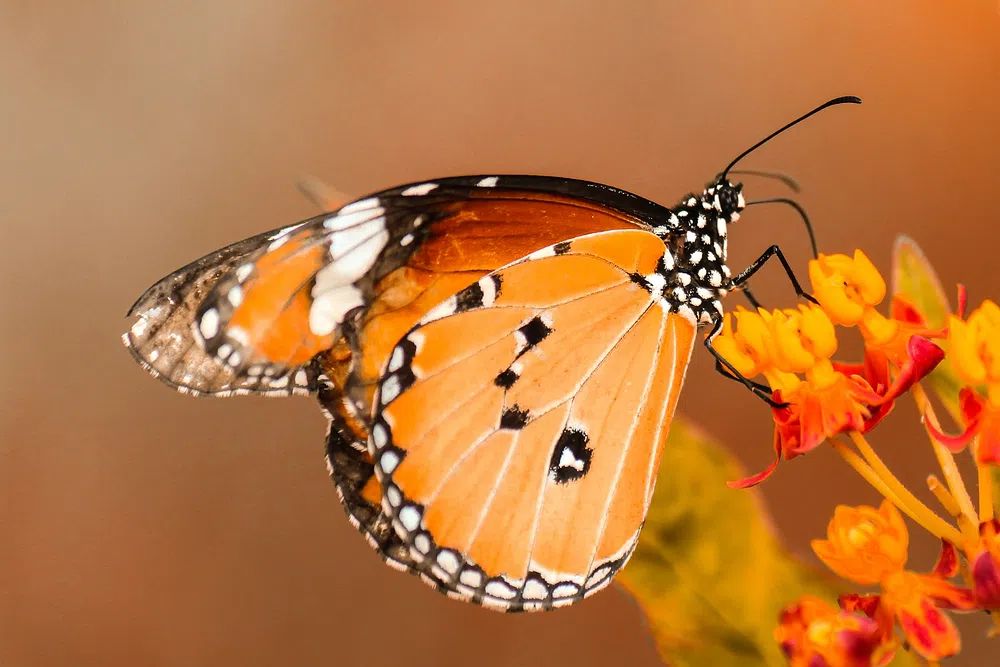 Monarch Butterfly on Flower — Nature Print. poster — nature art
