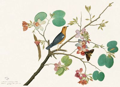 Bird and Flowers — Botanical Print. poster print