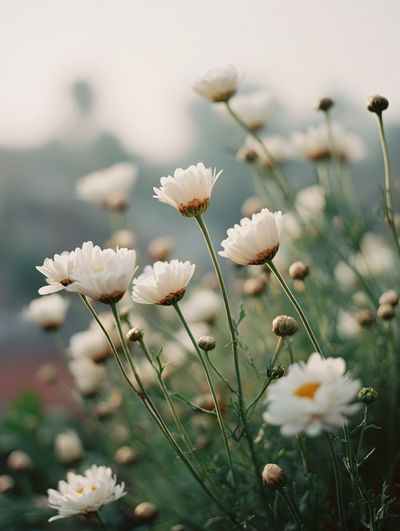White Daisy Floral Photography Poster. poster