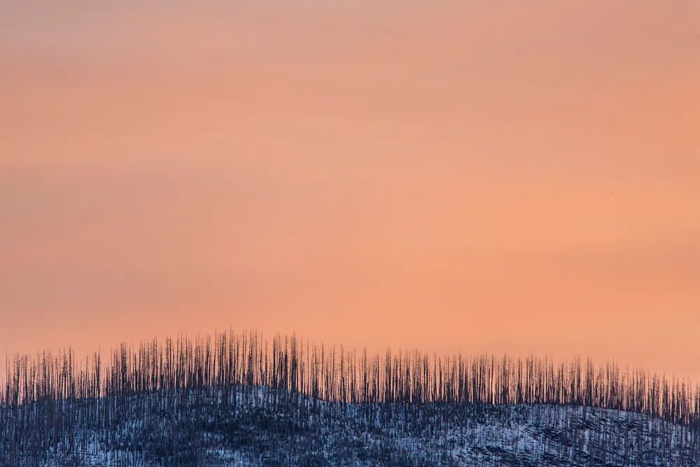 Burnt Forest at Sunset Poster. poster — nature art