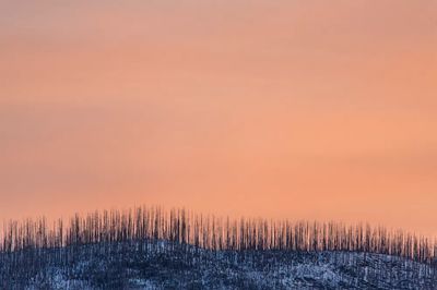 Burnt Forest at Sunset Poster. poster