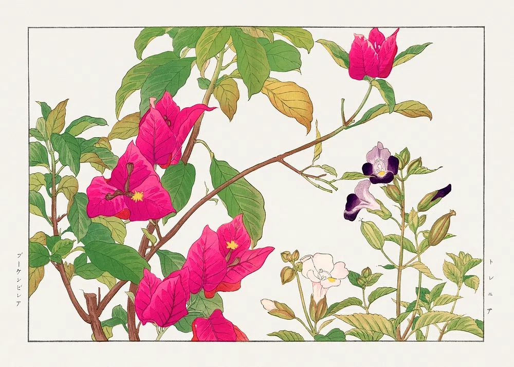 Bougainvillea Botanical Print. poster — botanical art