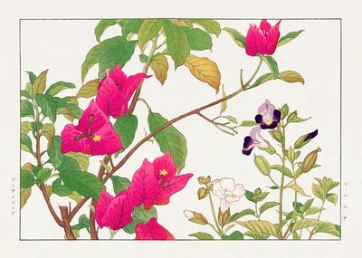 Bougainvillea Botanical Print. poster