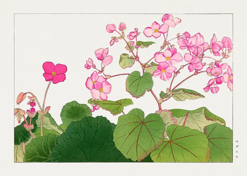 Pink Begonia Botanical Print. poster — botanical art