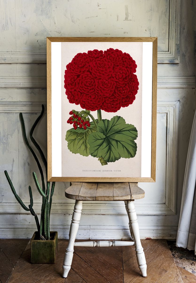 Double-Flowering Geranium — Botanical Print. — room view 1